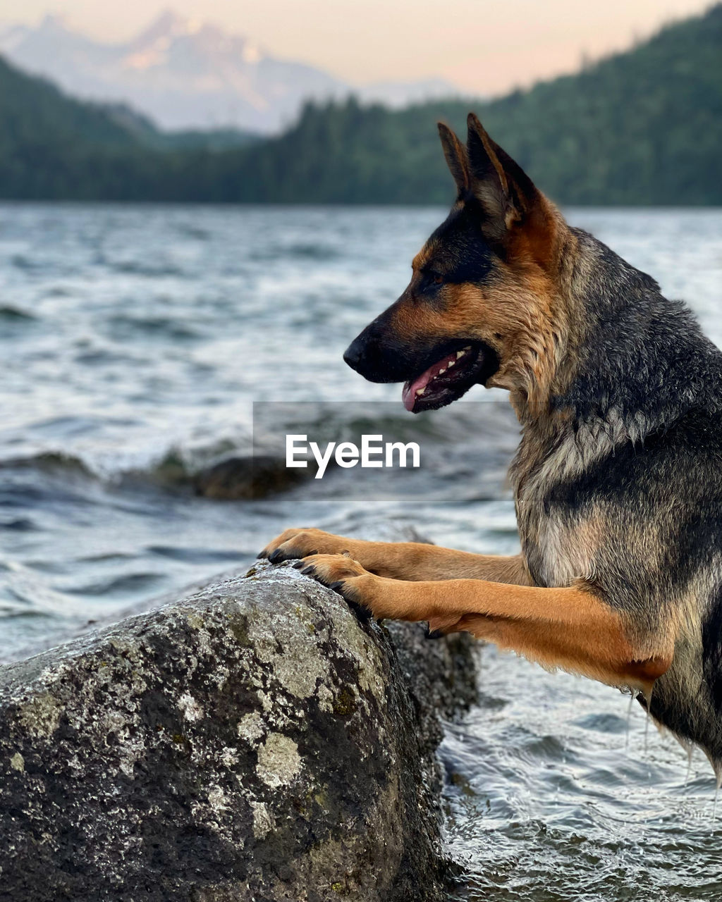 Dog on rock at lake shore