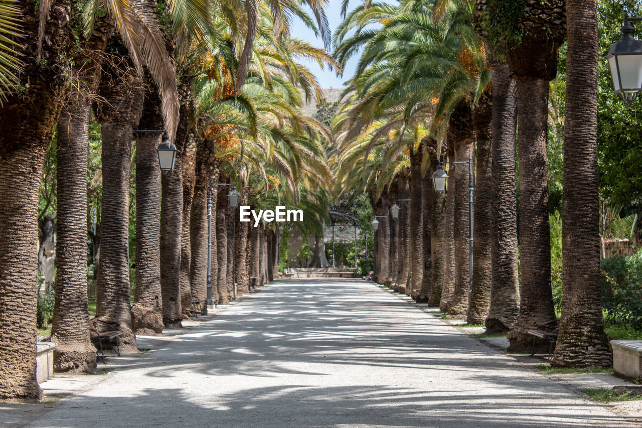 The ragusa ibla villa and its imposing palm trees