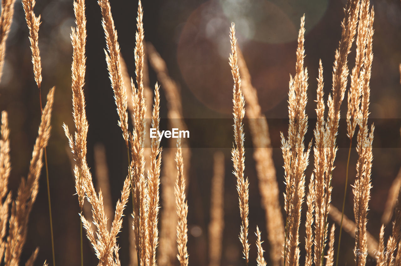 FULL FRAME SHOT OF ILLUMINATED PLANTS