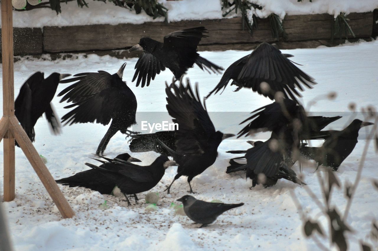 High angle view of crows on snow