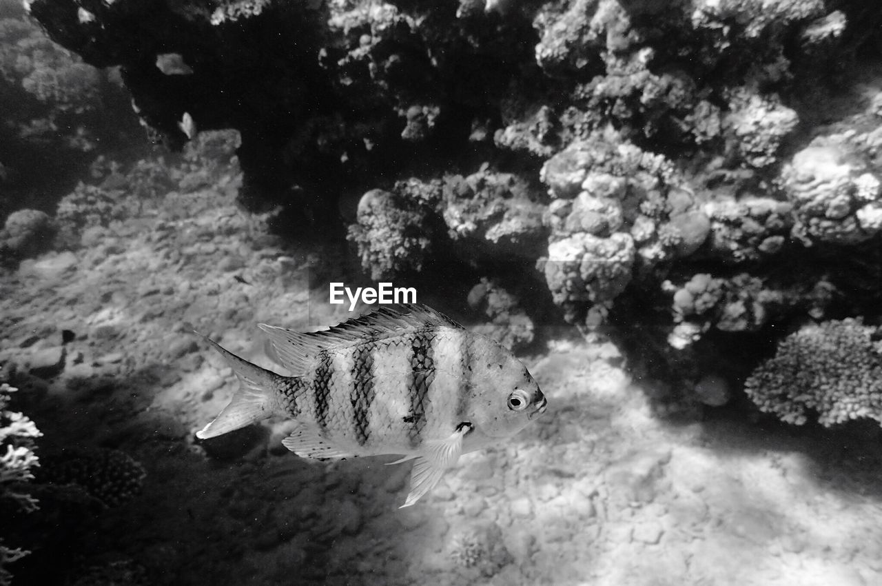 Close-up of fish swimming in sea