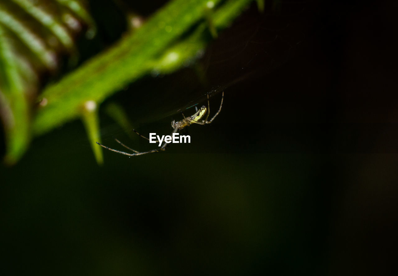 CLOSE-UP OF SPIDER