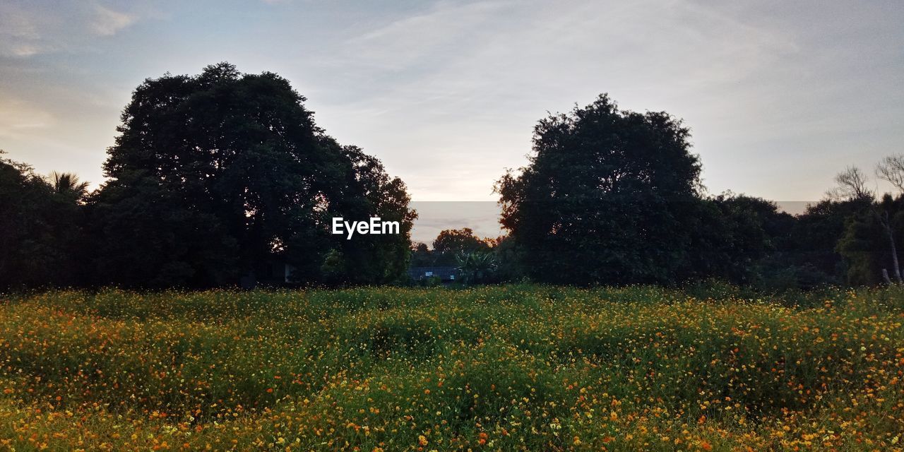 TREES ON FIELD AGAINST SKY DURING SUNSET