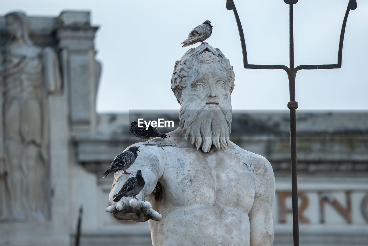 Close-up of birds perching on famous neptune statue and fountain