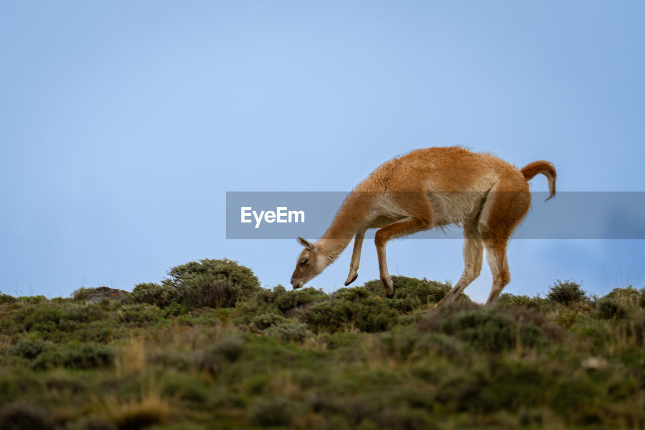 animal, animal themes, mammal, animal wildlife, wildlife, one animal, sky, no people, nature, side view, full length, copy space, domestic animals, clear sky, plant, blue, outdoors, grass, day, grazing, environment, landscape, standing, livestock, land