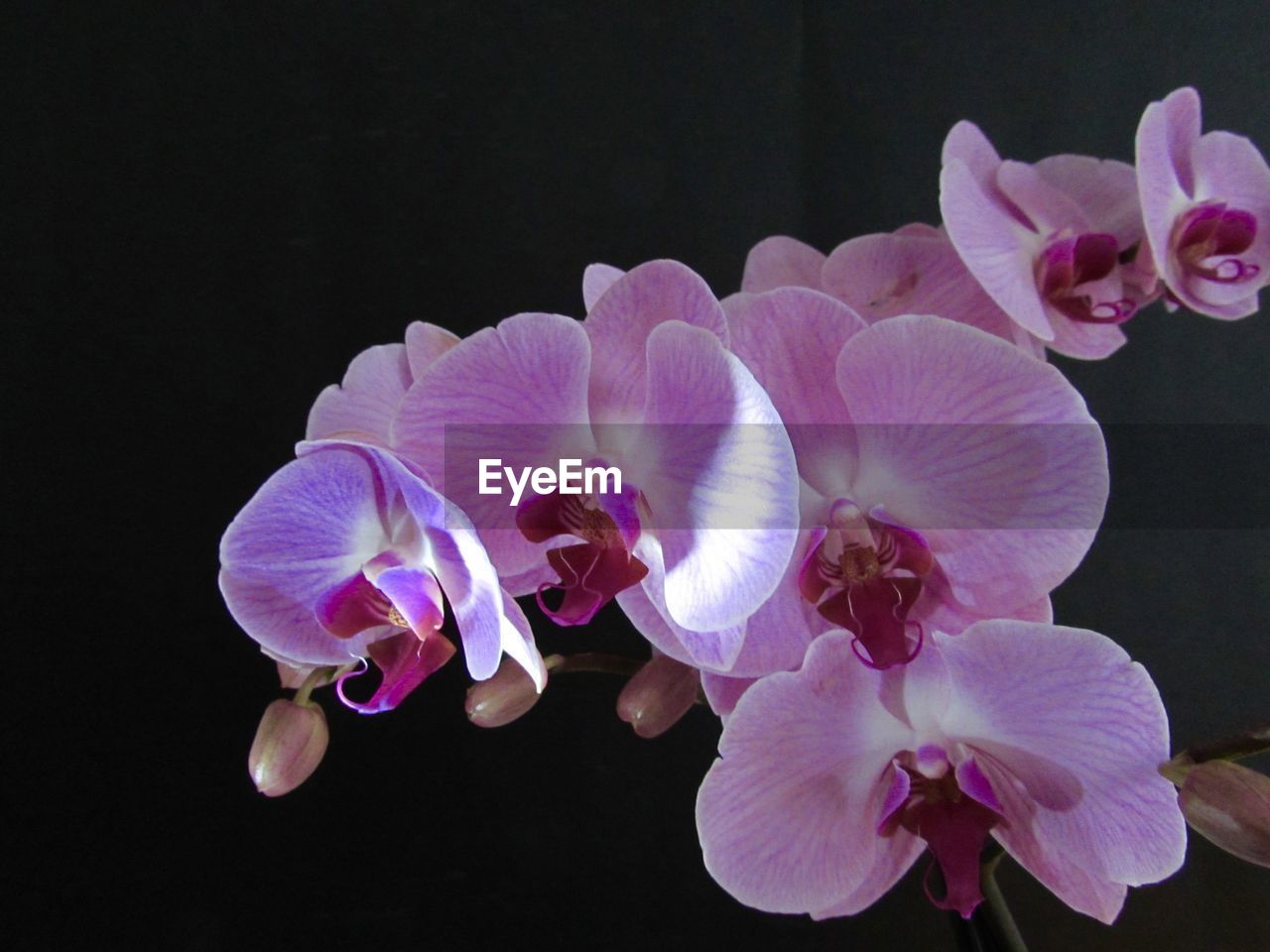 Close-up of pink orchid flowers