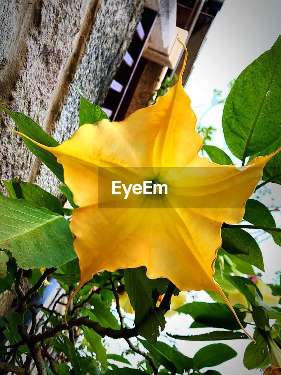 CLOSE-UP OF YELLOW ROSE FLOWER