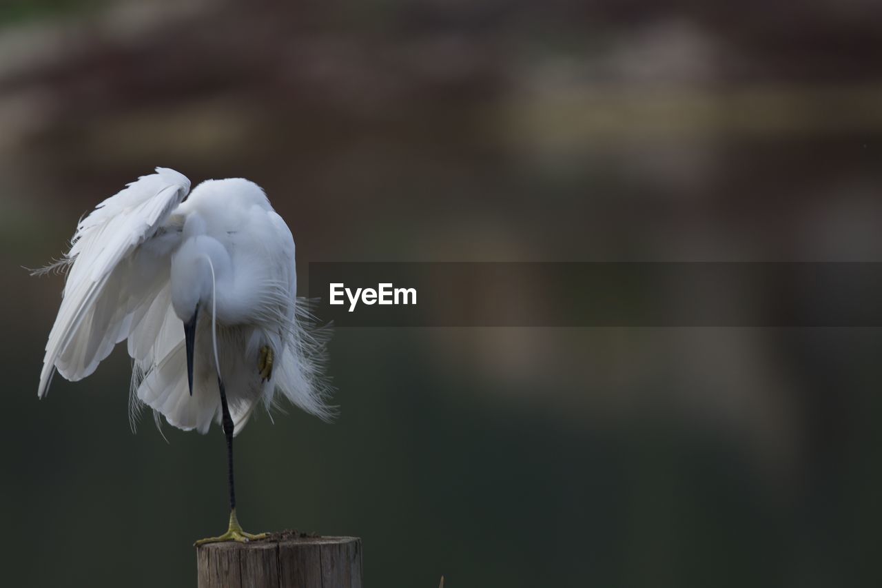 CLOSE-UP OF WHITE BIRD