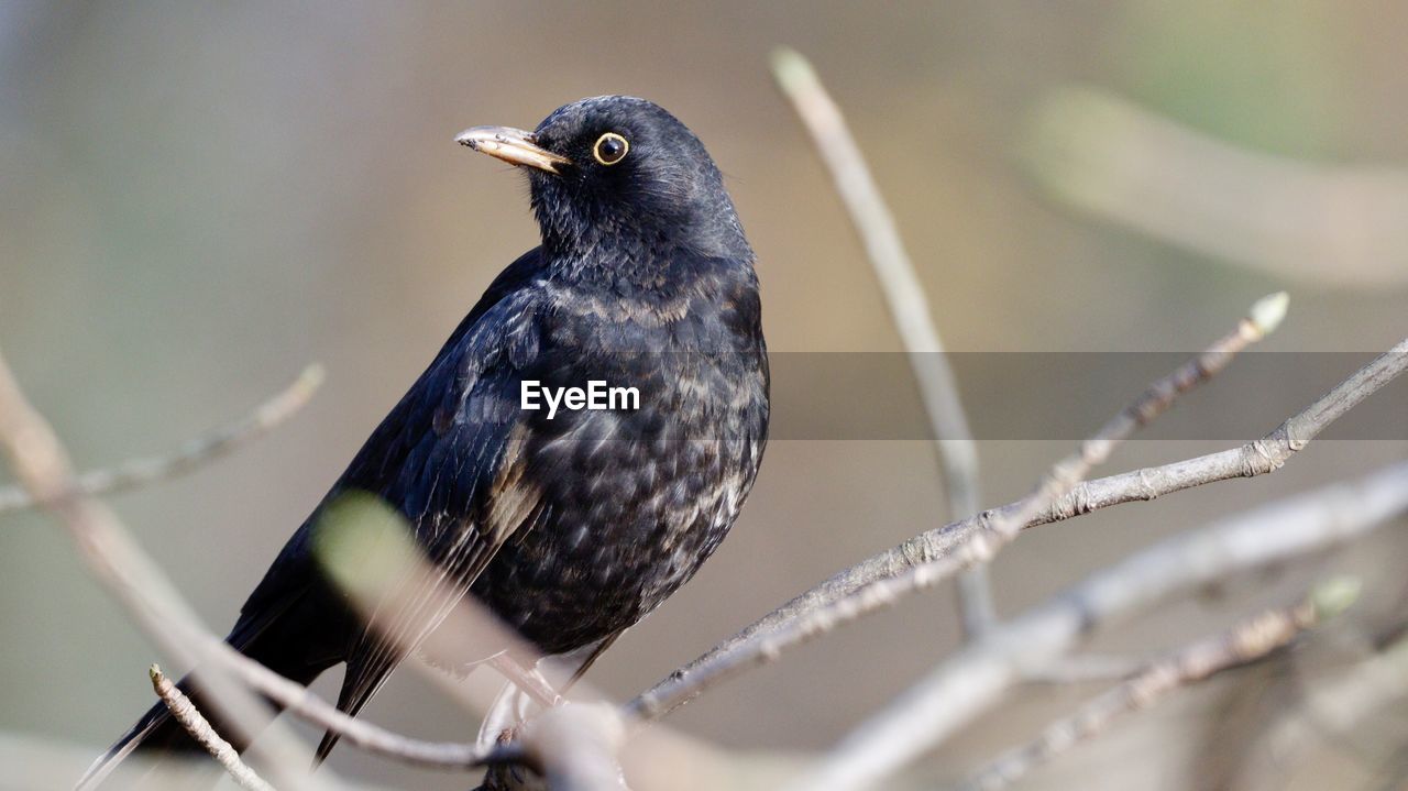 animal themes, animal, bird, animal wildlife, wildlife, one animal, close-up, beak, blackbird, nature, no people, perching, black, selective focus, outdoors, branch, day, focus on foreground, songbird