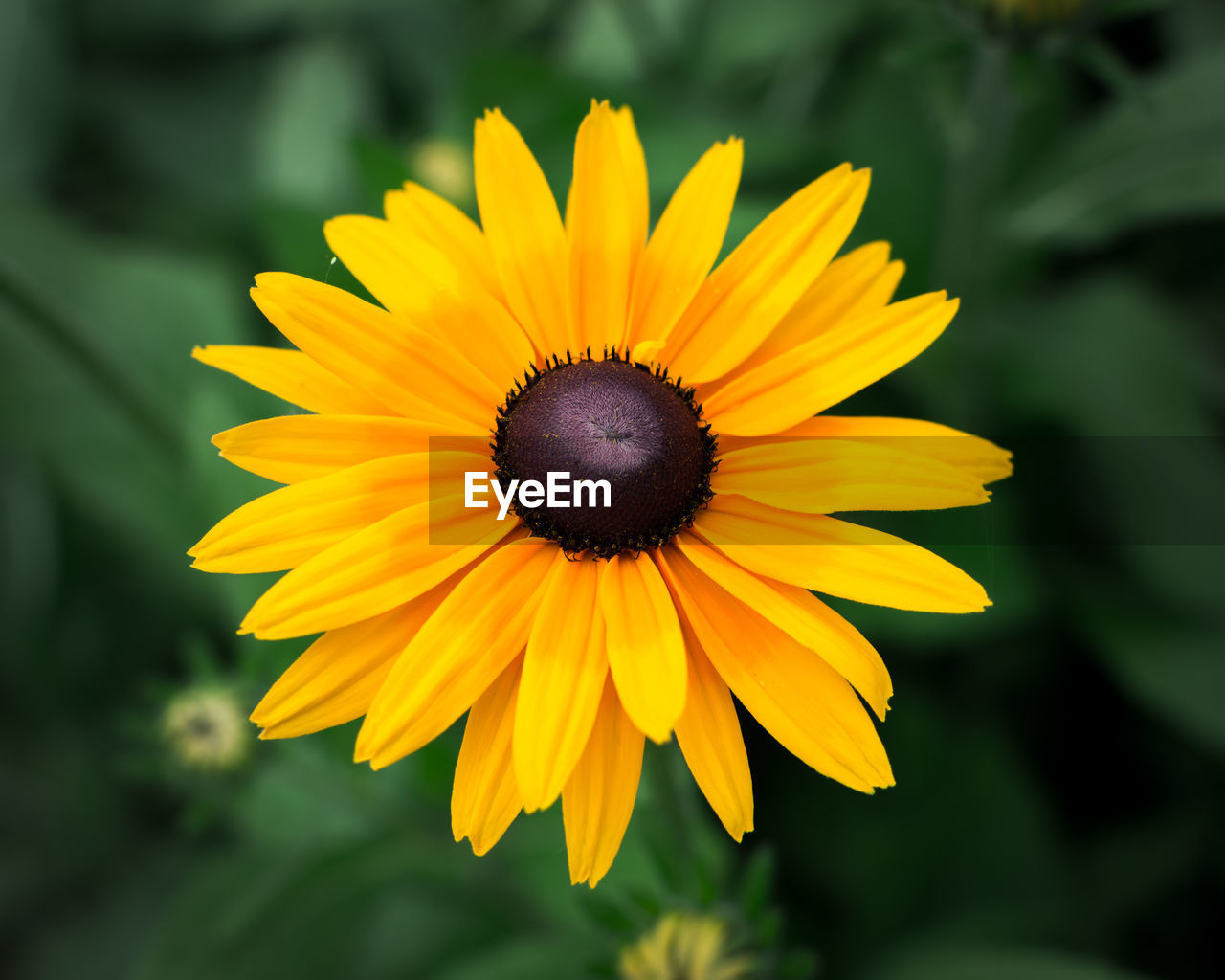 Close-up of yellow flower