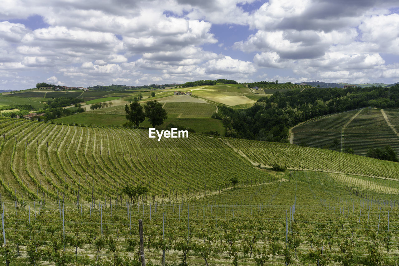 SCENIC VIEW OF AGRICULTURAL LANDSCAPE AGAINST SKY