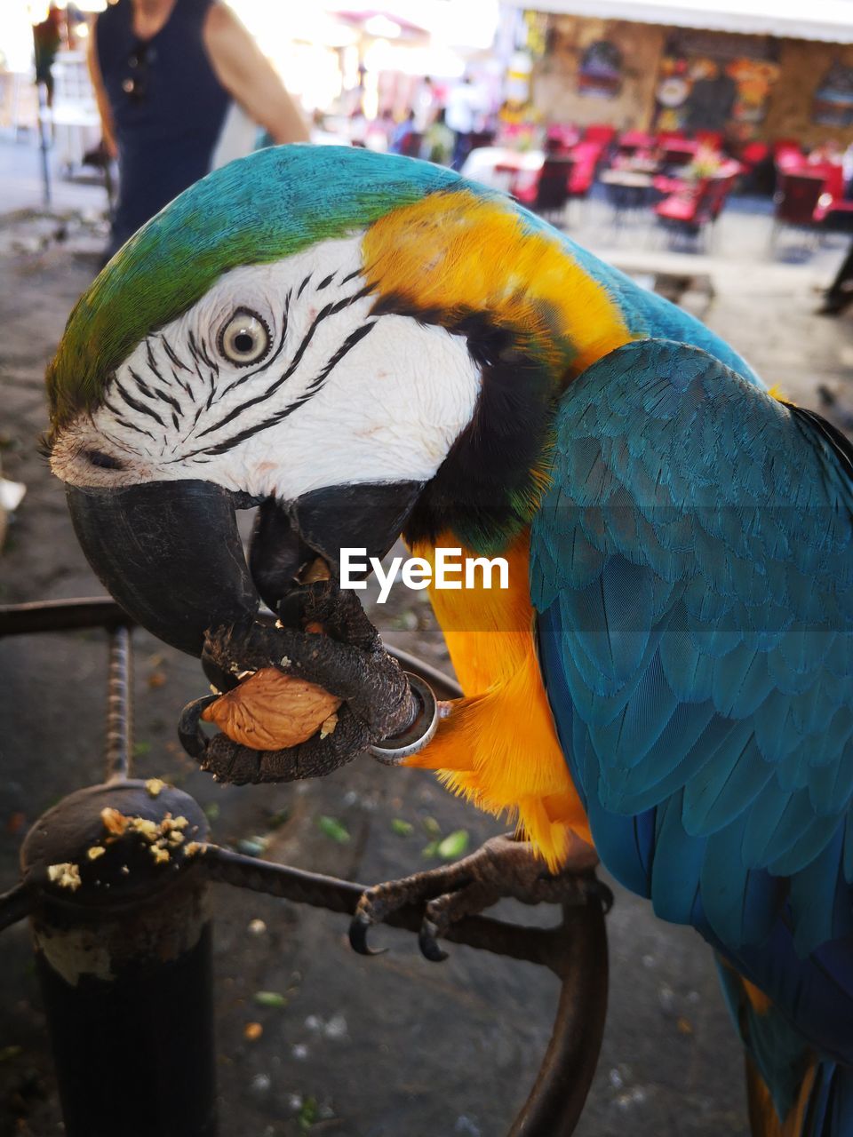 CLOSE-UP OF PARROT PERCHING ON A BIRD