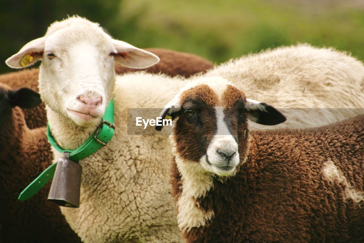 Close-up portrait of sheep