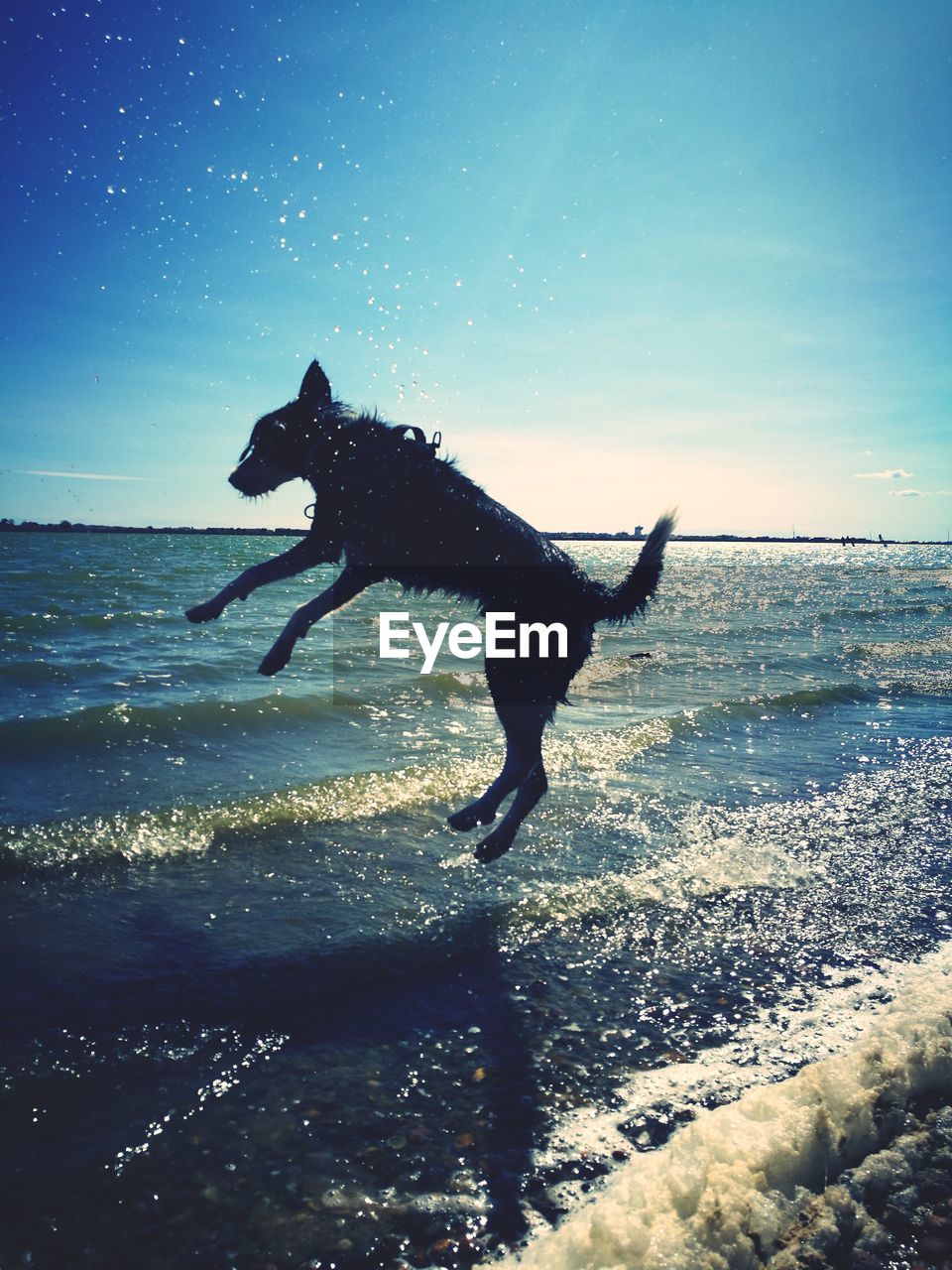 SILHOUETTE DOG JUMPING ON BEACH