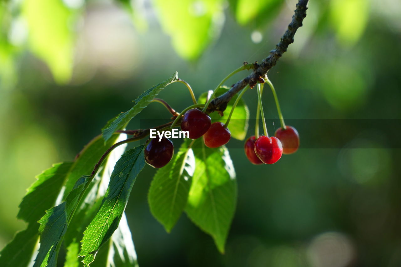 green, nature, fruit, food, food and drink, plant, healthy eating, branch, leaf, plant part, tree, flower, freshness, red, macro photography, focus on foreground, close-up, berry, produce, no people, outdoors, day, blossom, growth, cherry, shrub, wellbeing, beauty in nature, sunlight, selective focus, ripe, twig