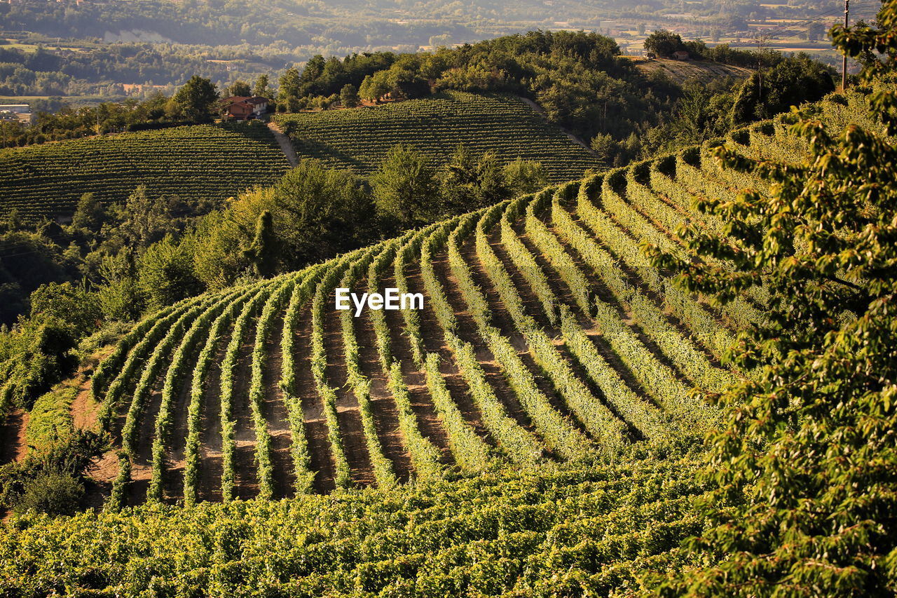 Scenic view vineyards in tuscany