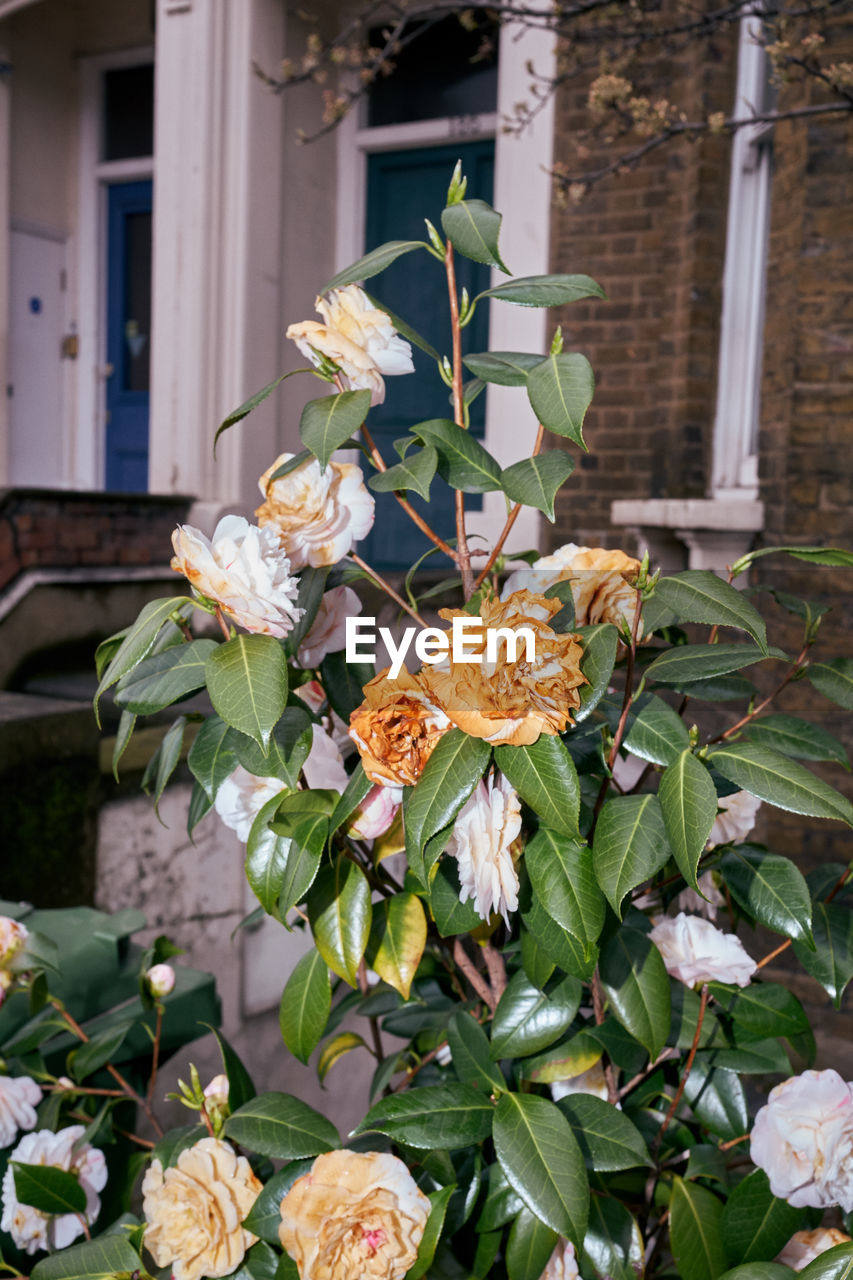 CLOSE-UP OF FLOWERING PLANT AGAINST BUILDING