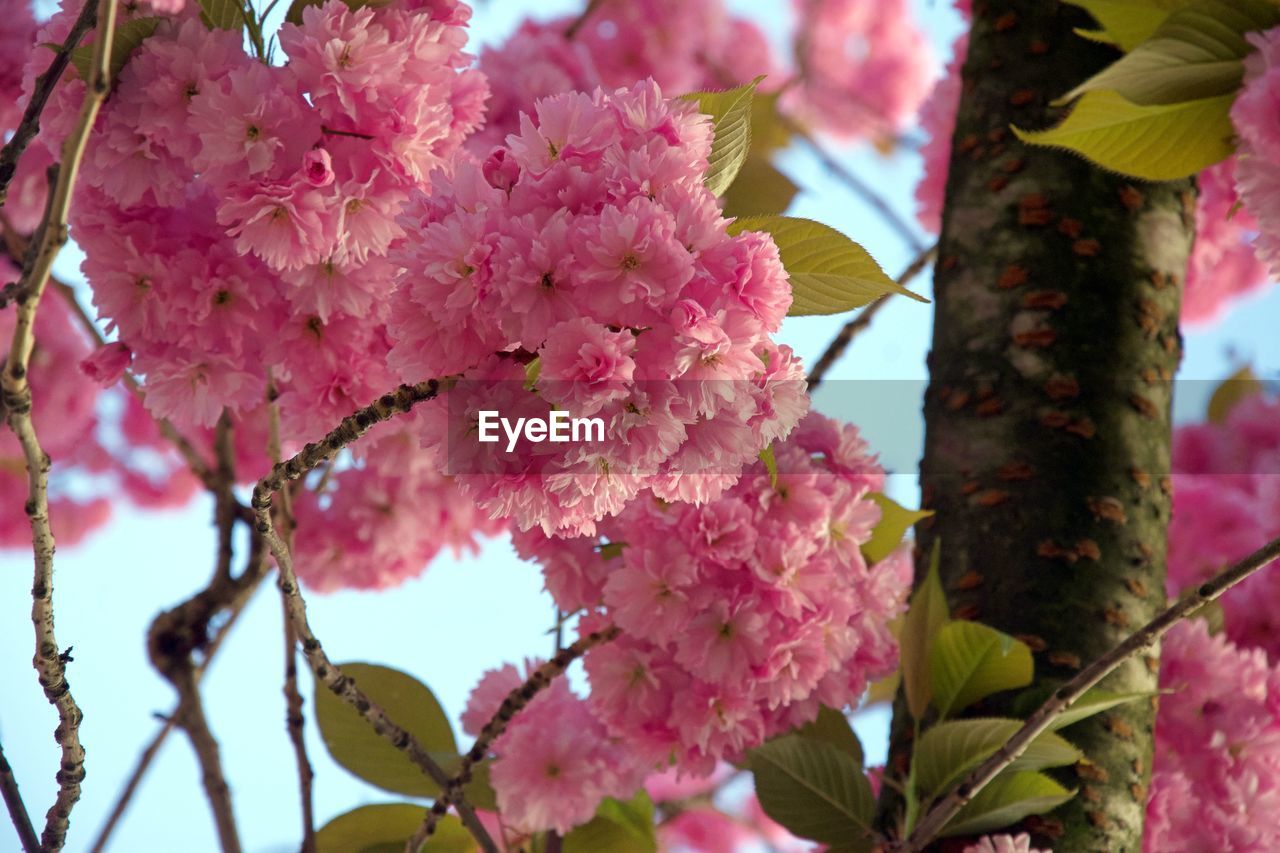 Close-up of pink cherry blossoms in spring