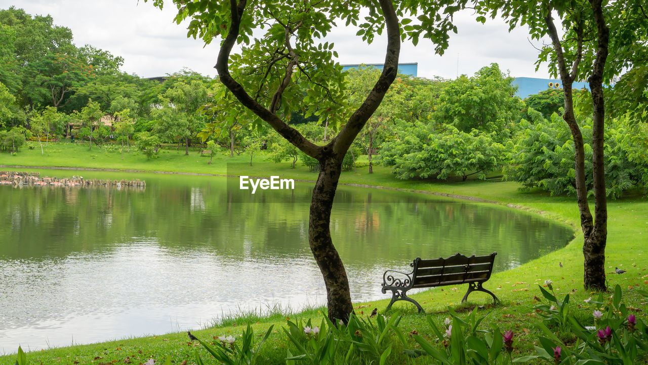 A pond in a garden, greenery trees beside a lake with good maintenance landscaping