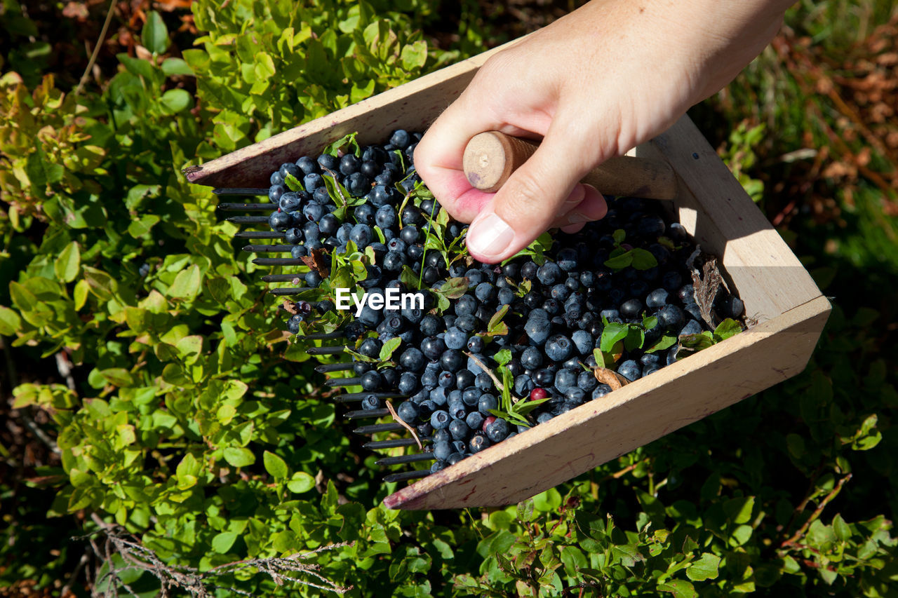 Cropped hand of man picking blueberries at farm