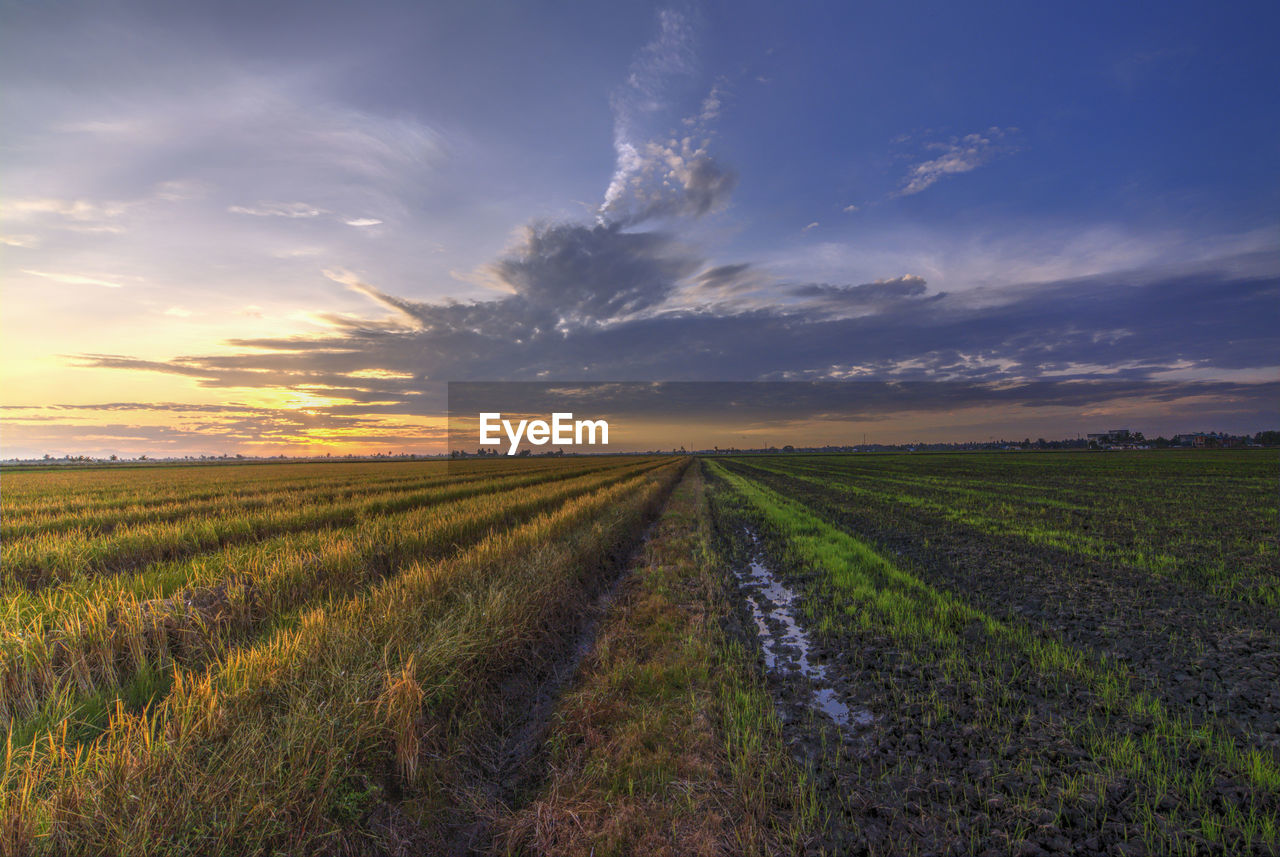 Scenic view of agricultural field against cloudy sky