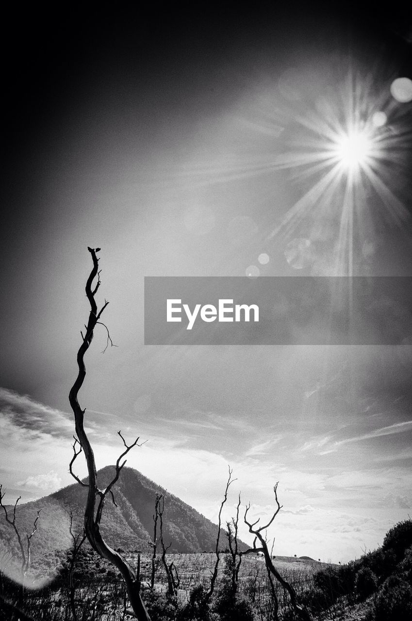 Mountain landscape with dead trees in foreground