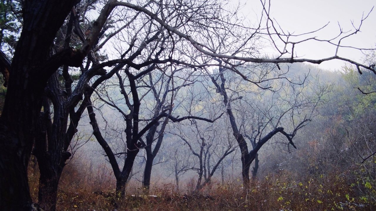 BARE TREES GROWING AGAINST SKY