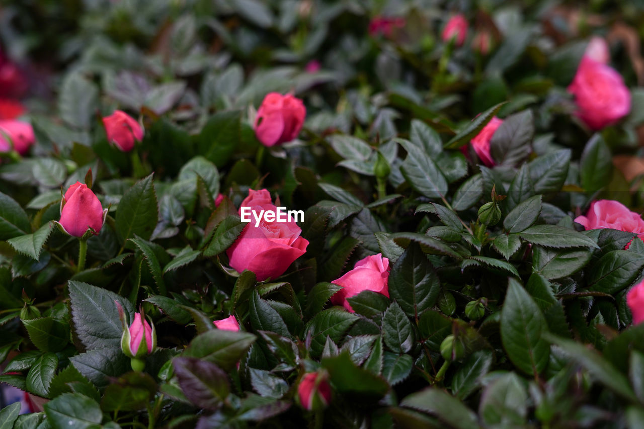 Background of pink small roses with dark green leaves, flower shop