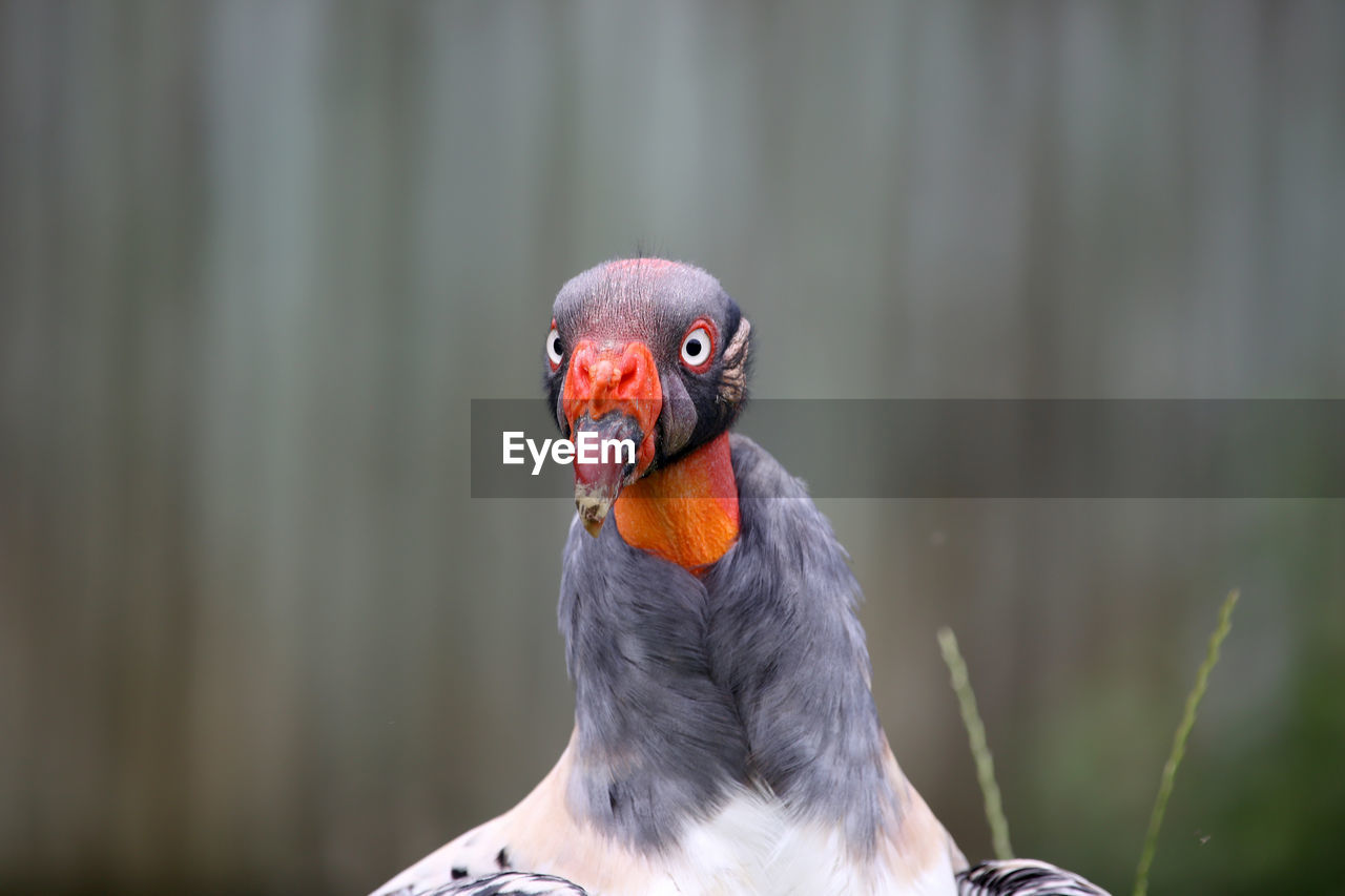 Close-up of king vulture