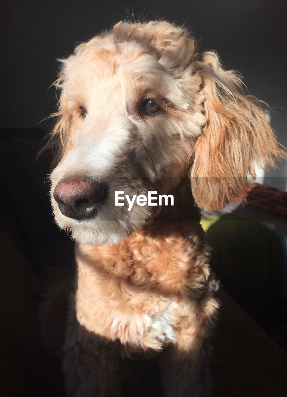 CLOSE-UP PORTRAIT OF DOG LOOKING AWAY