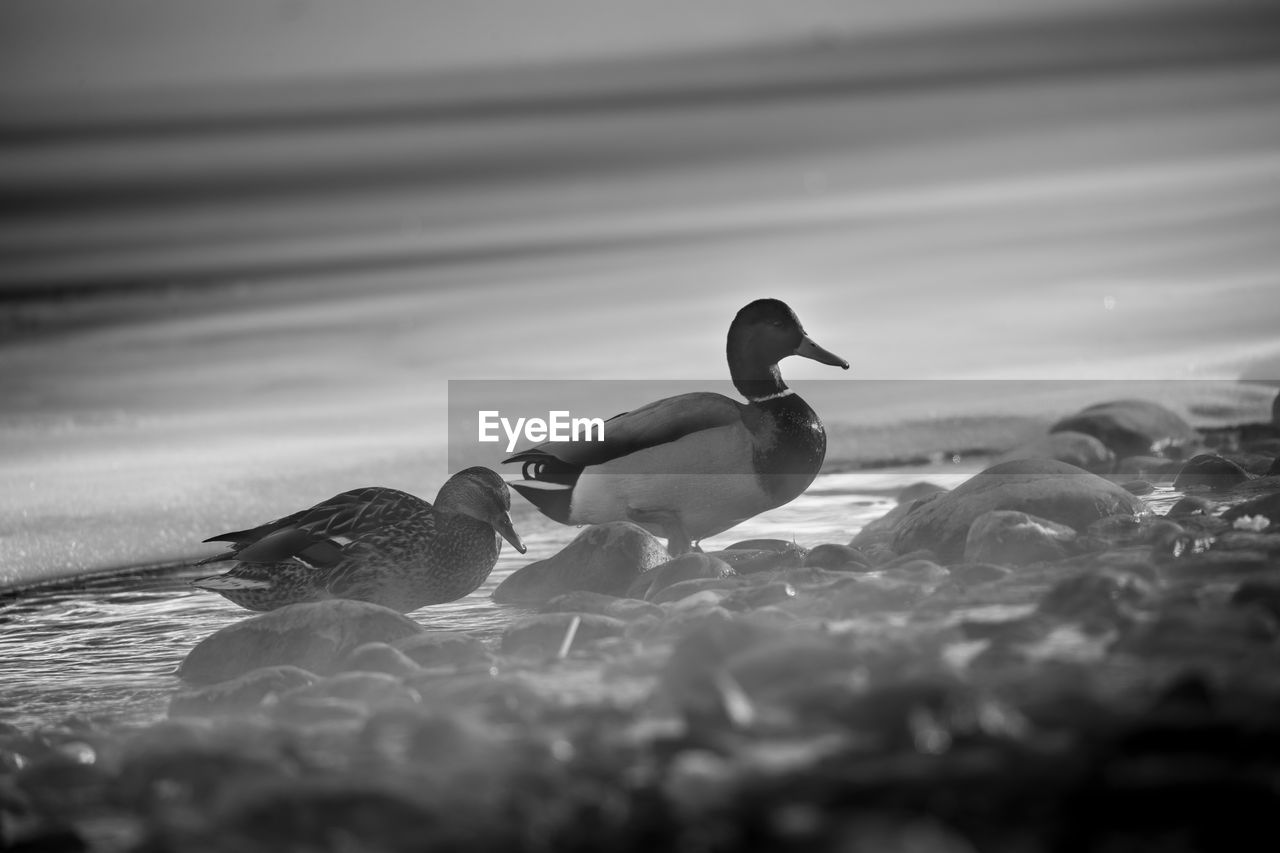 DUCKS SWIMMING ON SEA SHORE