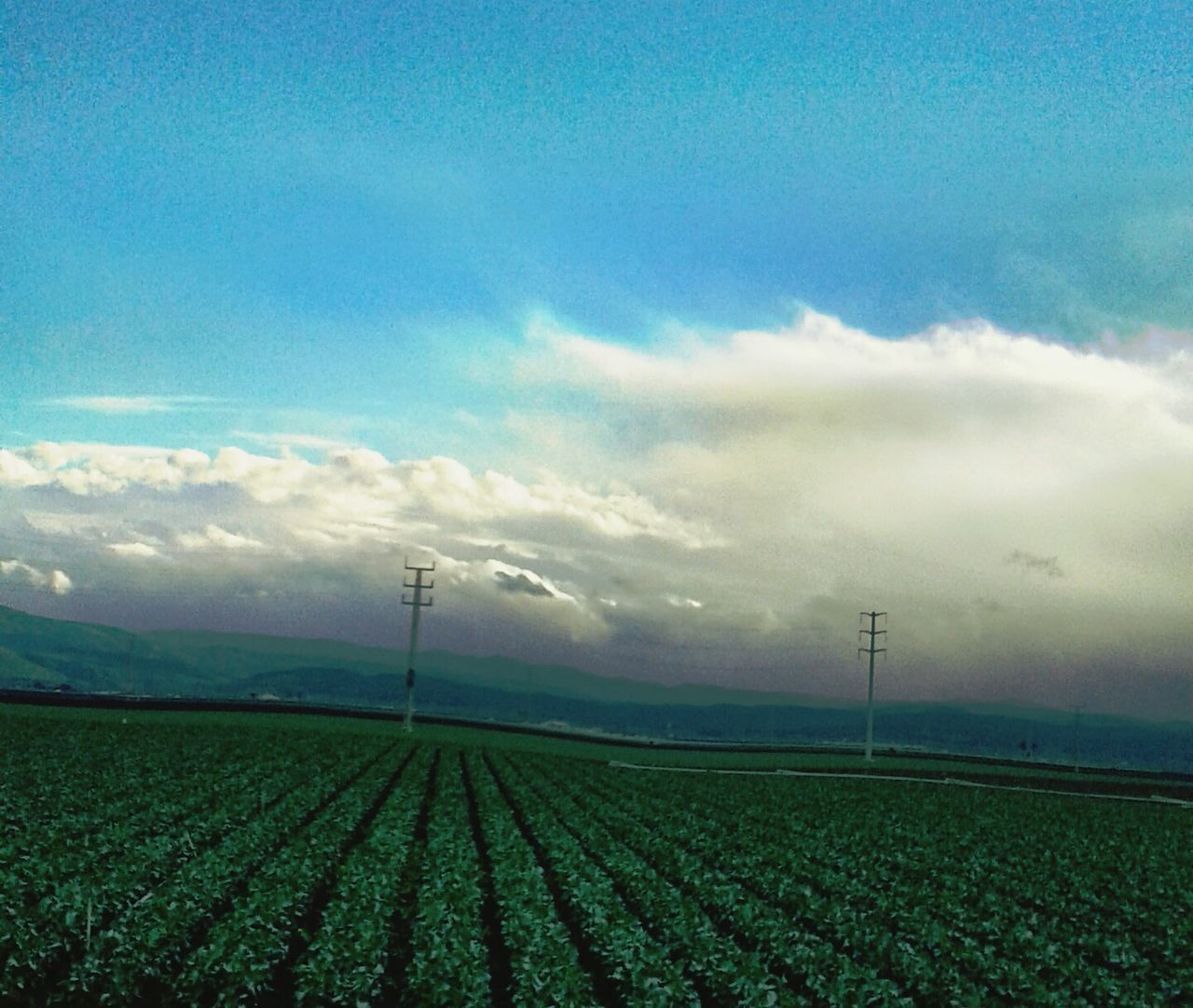 AGRICULTURAL FIELD AGAINST SKY