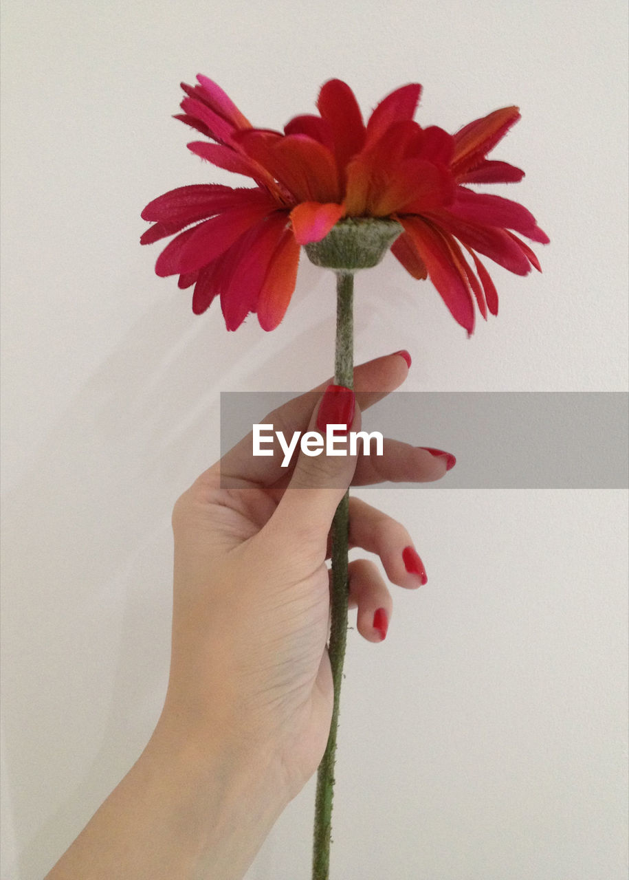 Cropped hand in red nail polish holding flower against white background