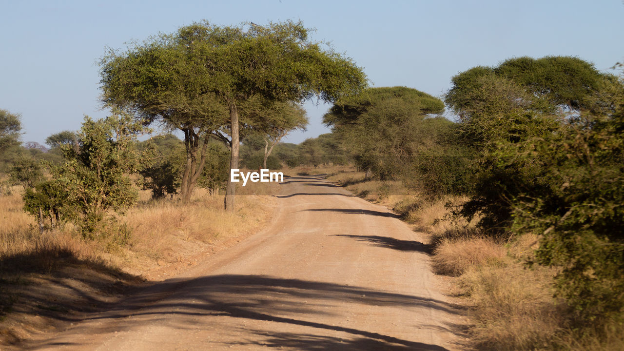 DIRT ROAD AMIDST TREES