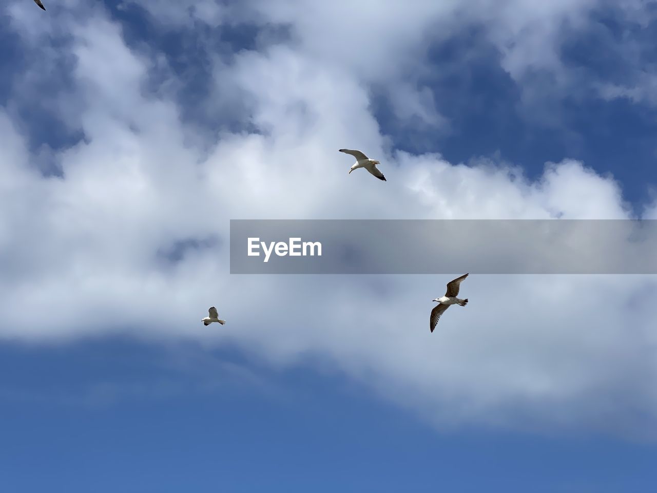 Low angle view of seagulls flying in sky