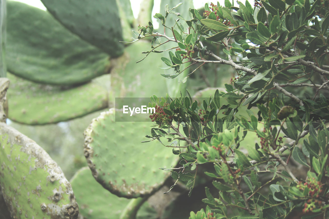 CLOSE-UP OF SUCCULENT PLANT GROWING ON TREE