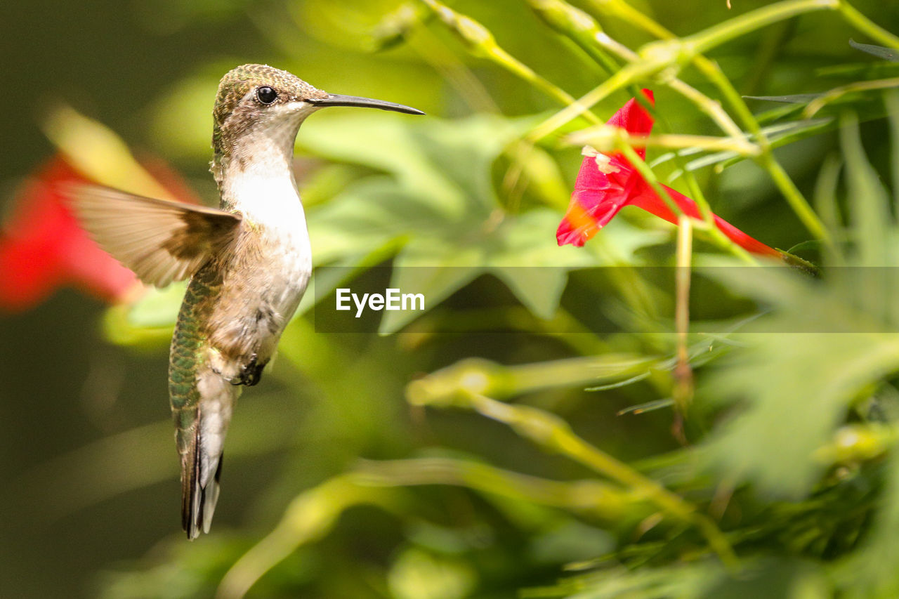 Close-up of hummingbird flying by plants