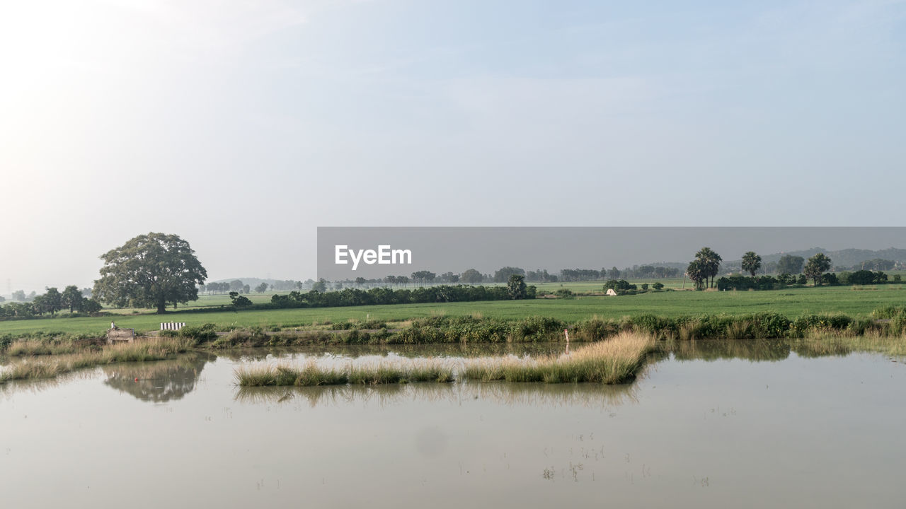 Scenic view of agriculture field in agrarian india. a traditional rice farm horizon during monsoon. 