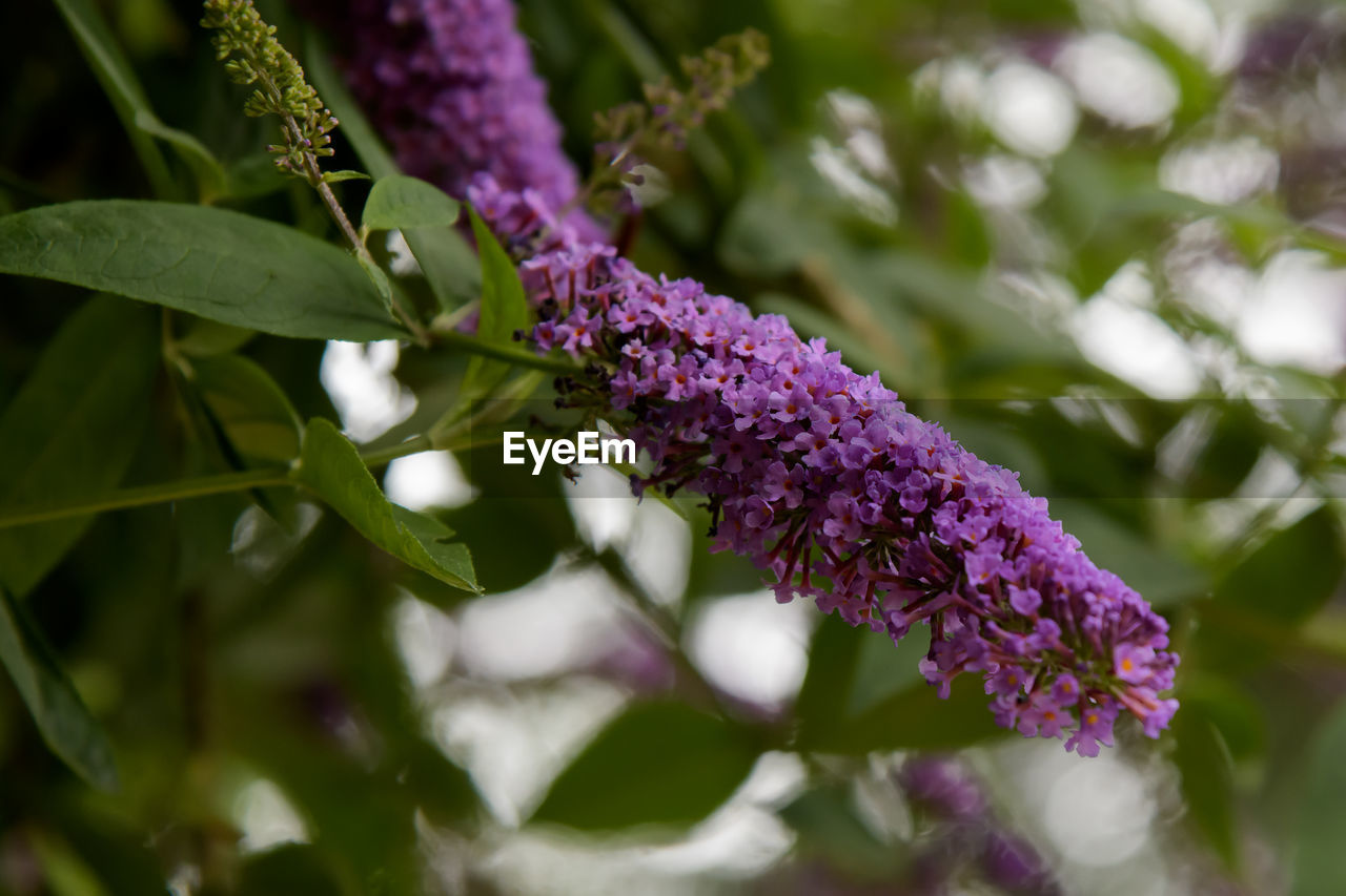 plant, nature, flower, flowering plant, purple, lilac, beauty in nature, blossom, macro photography, freshness, growth, green, food, food and drink, plant part, close-up, leaf, no people, wildflower, animal wildlife, tree, outdoors, shrub, botany, environment, selective focus, fragility, springtime, medicine, vegetable, scented, summer, animal themes, herb, animal, flower head, branch, pink, healthy eating, inflorescence, healthcare and medicine
