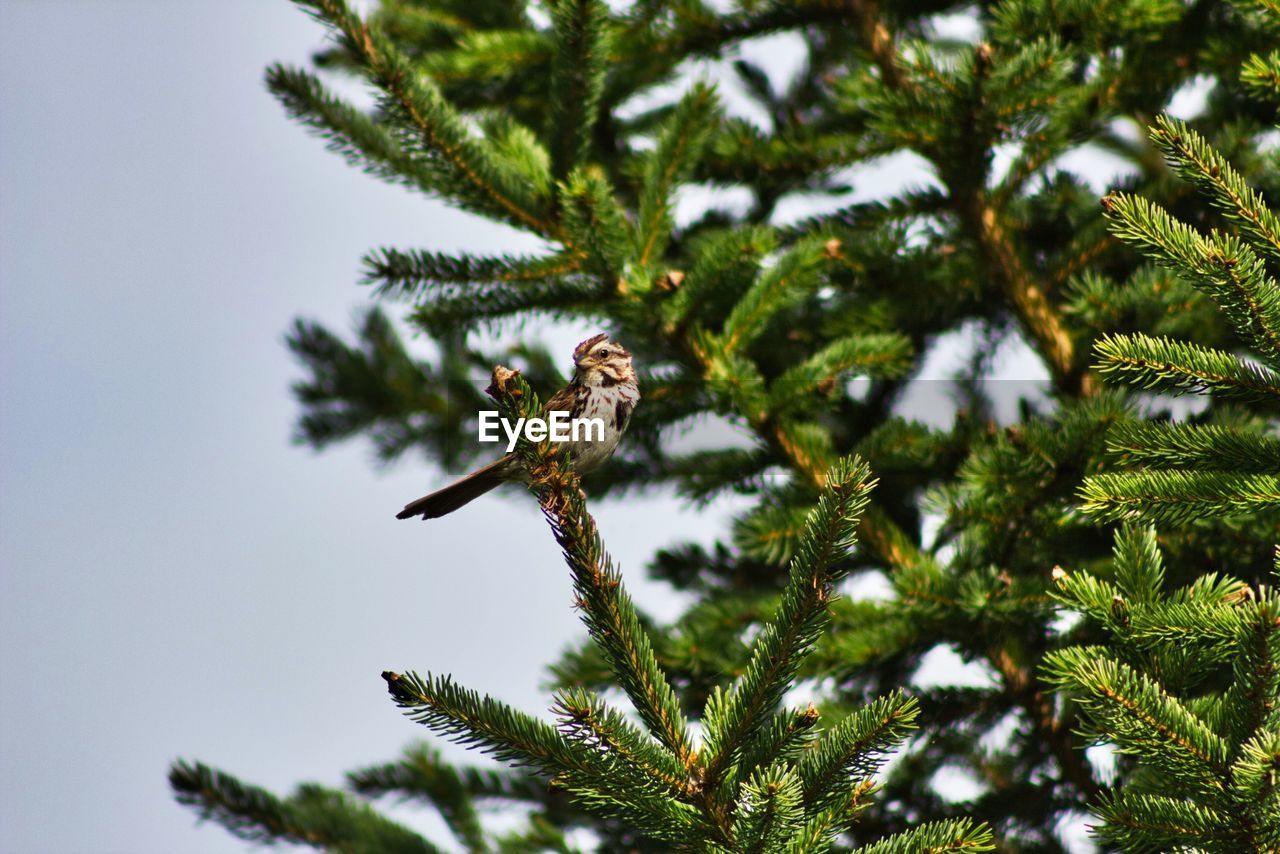 LOW ANGLE VIEW OF BIRD ON TREE BRANCH
