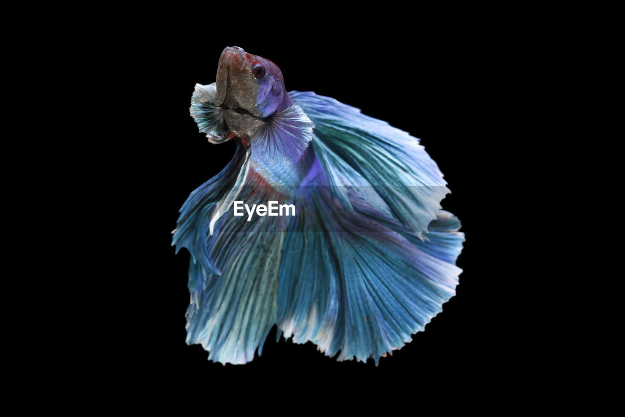 Close-up of blue siamese fighting fish against black background