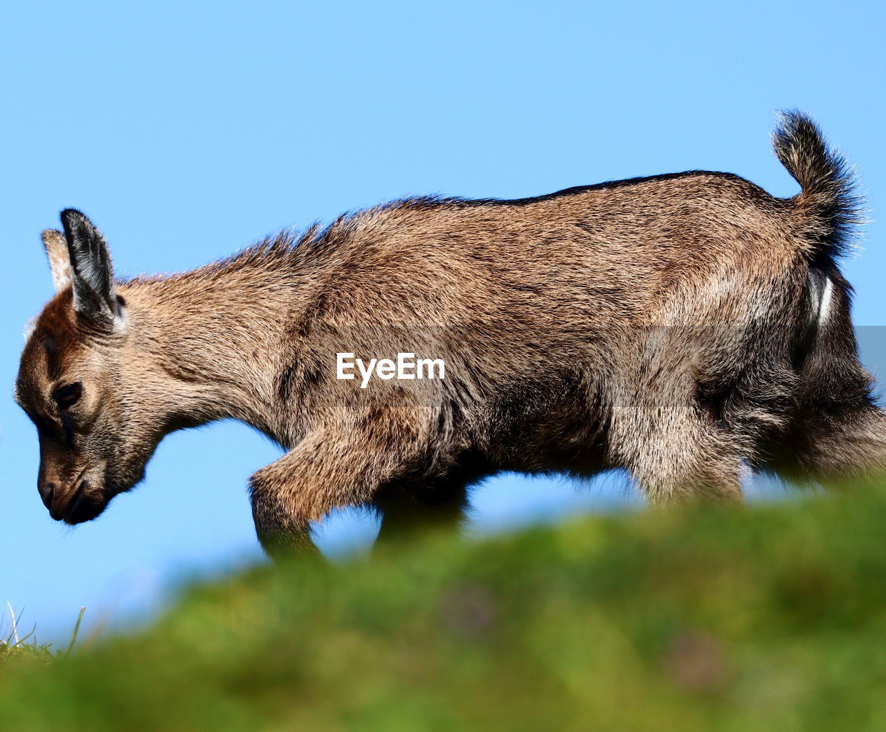 LOW ANGLE VIEW OF HORSE AGAINST CLEAR BLUE SKY