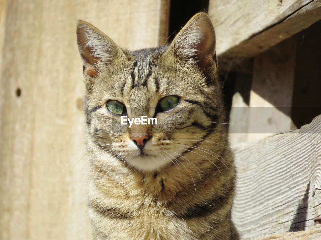 CLOSE-UP PORTRAIT OF TABBY CAT AGAINST WALL