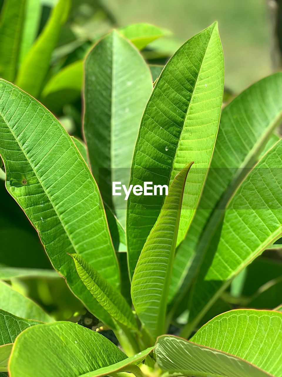 Full frame shot of green leaves