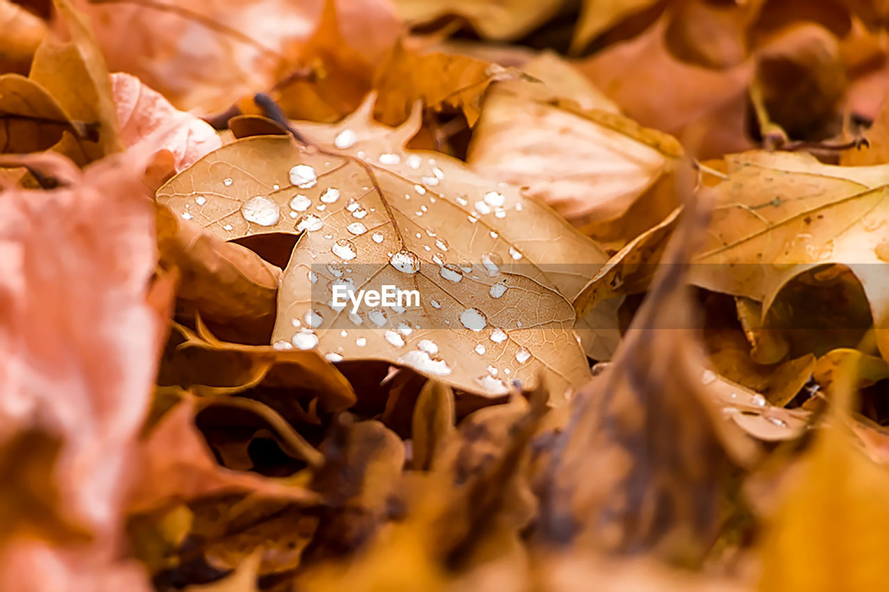 CLOSE-UP OF DRIED LEAVES ON WET PLANT