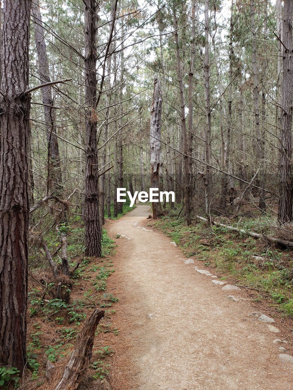 Footpath amidst trees in forest