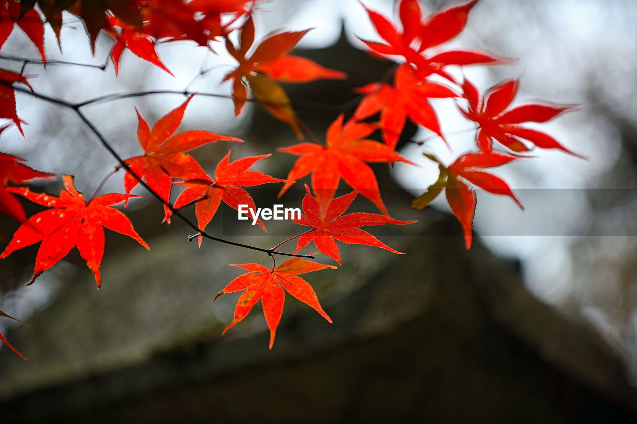 CLOSE-UP OF MAPLE LEAVES