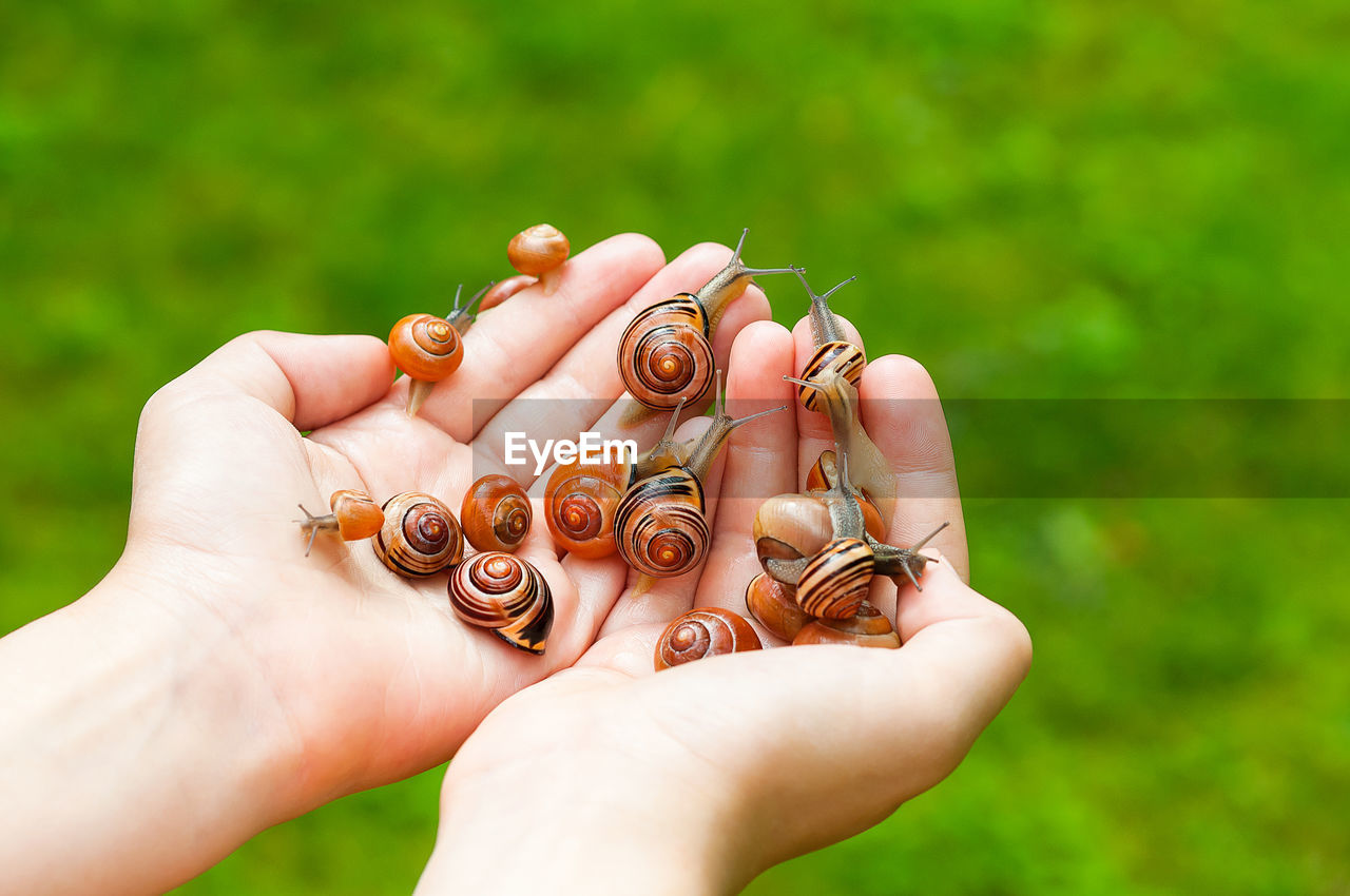 Close-up of person hands holding snails