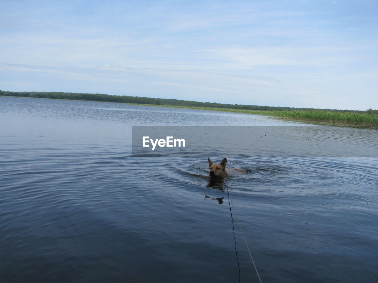 Dog swimming in lake against sky