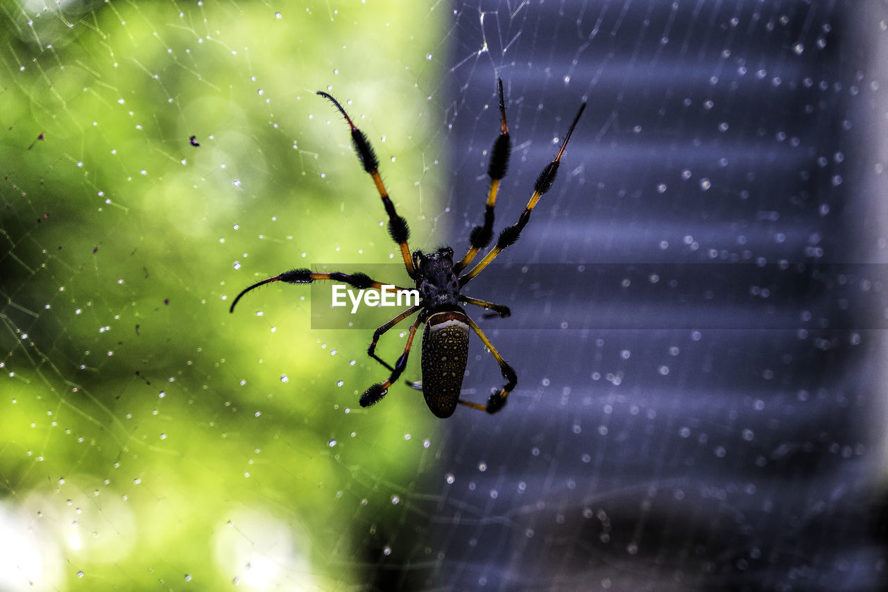 CLOSE-UP OF SPIDER ON WEB